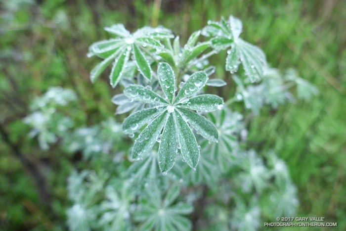 Silver lupine along Danielson Road.