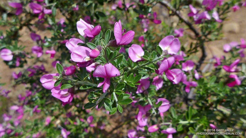Chaparral pea (Pickeringia Montana) on the Bald Ridge Trail near Meridian Road in Mt. Diablo State Park. May 17, 2014.