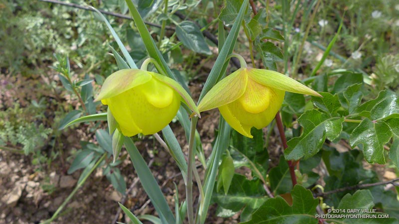 Mt. Diablo fairy lantern (Calochortus pulchellus) along the North Peak Trail near Prospector's Gap. May 17, 2014.