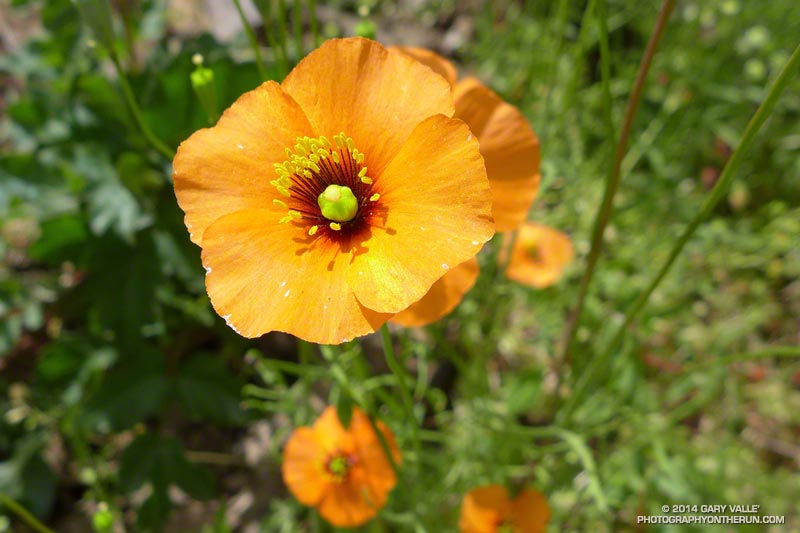 Wind poppy (Papaver heterophyllum) along the North Peak Trail on Mt. Diablo. May 17, 2014.