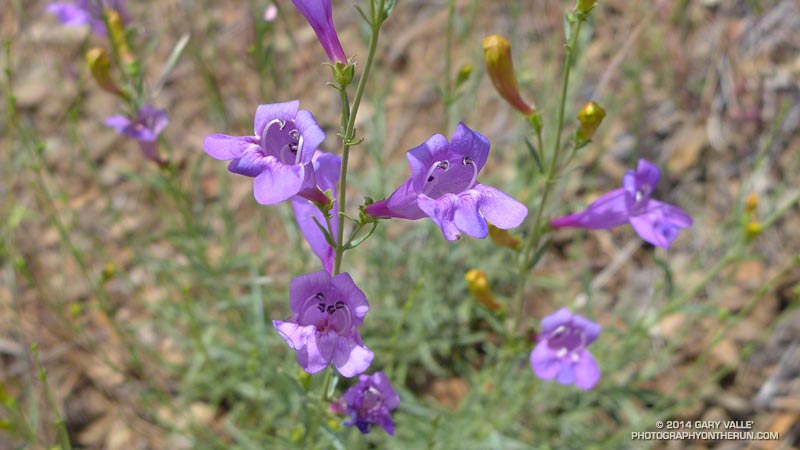 Foothill penstemon (Penstemon heterophyllus) near the summit of Mt. Diablo. May 17, 2014.