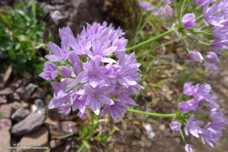Ithuriel's spear (Triteleia laxa) along the North Peak Trail on Mt. Diablo. May 17, 2014.