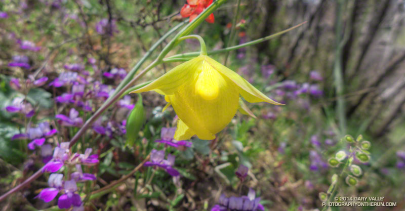 Mt. Diablo fairy lantern (Calochortus pulchellus) along the North Peak Trail on Mt. Diablo. There were probably 50-100 of these plants along the North Peak and Bald Ridge Trails. May 17, 2014. 