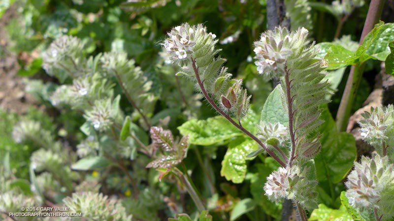 Phacelia (and poison oak) near the summit of Mt. Diablo. May 17, 2014.