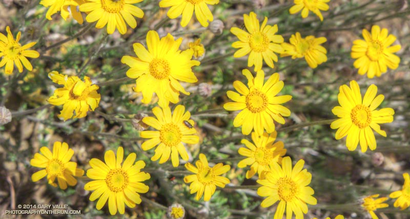 Wooly sunflower (Eriophyllum lanatum) near the summit of Mt. Diablo. May 17, 2014.