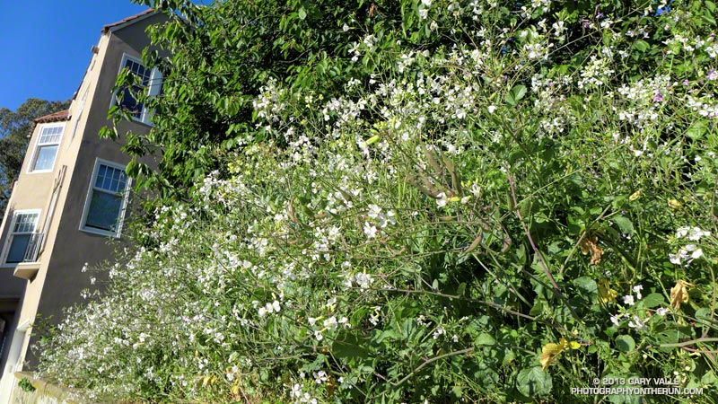 Wild radish (and other plants) along Lyon Street.