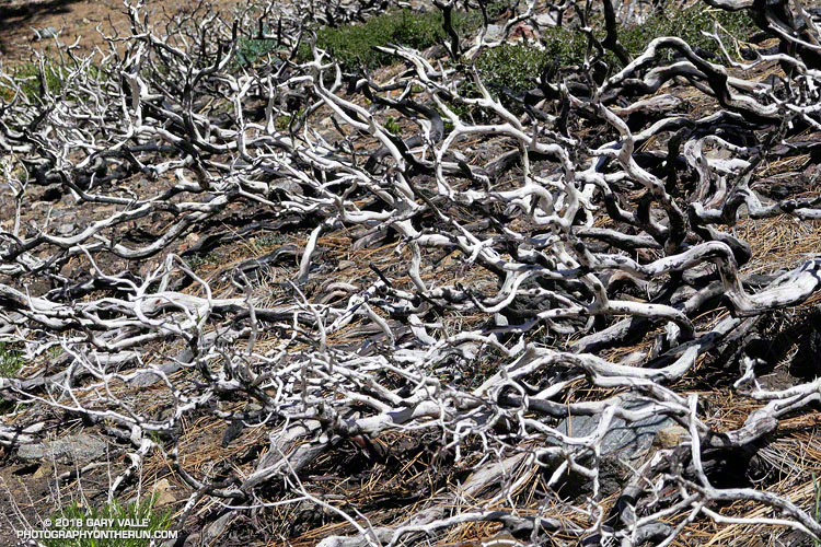 Manzanita burned in the 2015 Lake Fire. It is slowly regrowing. June 9, 2018.