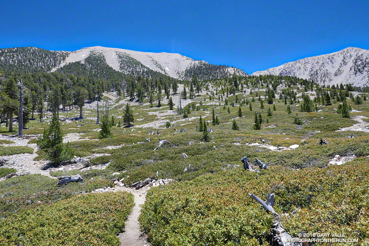 San Gorgonio Mountain from the Dry Lake Trail. The ground cover is chinquapin. Elevation about 9,350 ft.