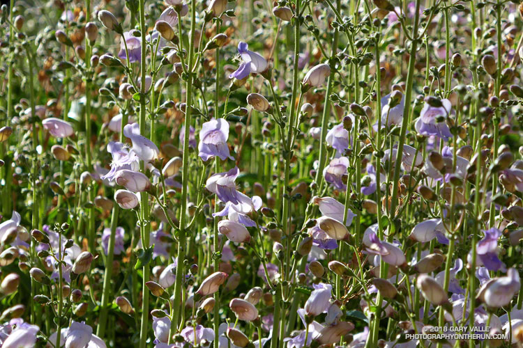 There was a huge bloom of Grinnell's penstemon along the South Fork Trail in the 2015 Lake Fire burn area. June 9, 2018.