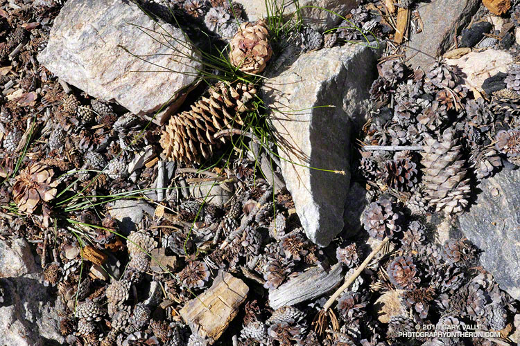 Limber pine cones (large) and lodgepole pine cones (small). 
