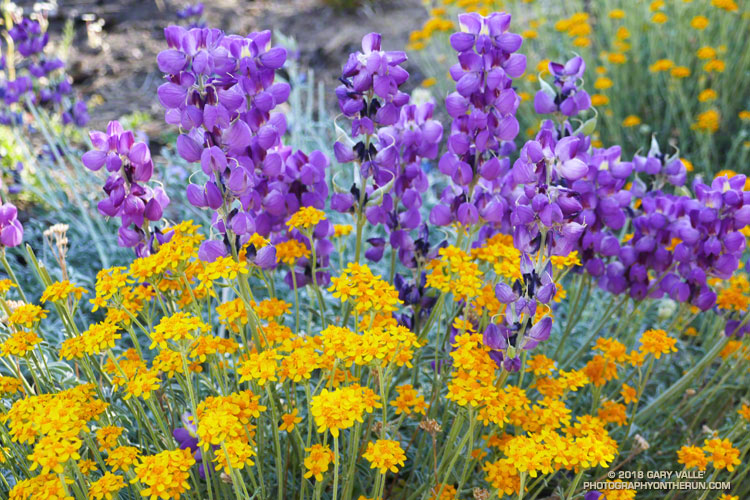 Yarrow and lupine in the Lake Fire burn area along the South Fork Trail near the start of the run. June 9, 2018.