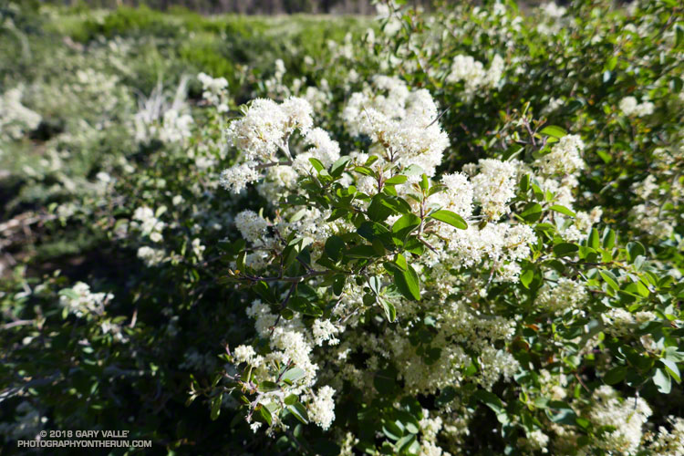 Snow bush along the South Fork Trail near Poopout Hill road (1N78). June 9, 2018.