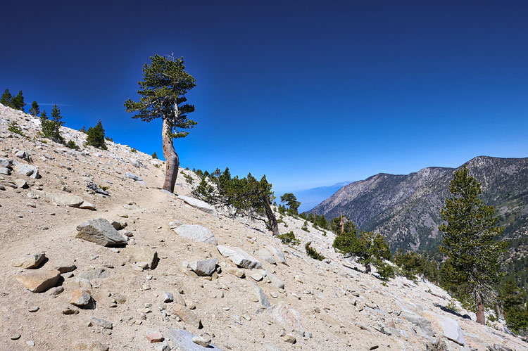 The Tree -- I believe a lodgepole pine -- on the open slopes on the northwest side of Jepson Peak. Elevation about 10,640 ft.