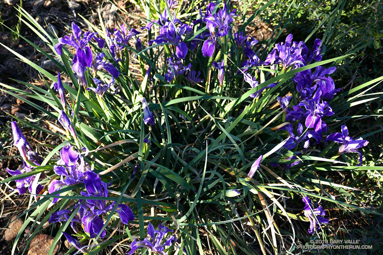 Western blue flag along the South Fork Trail near Horse Meadows. June 9, 2018.