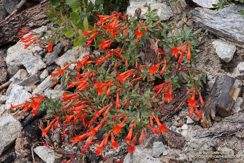 California fuchsia along the Dry Lake Trail. September 24, 2022.