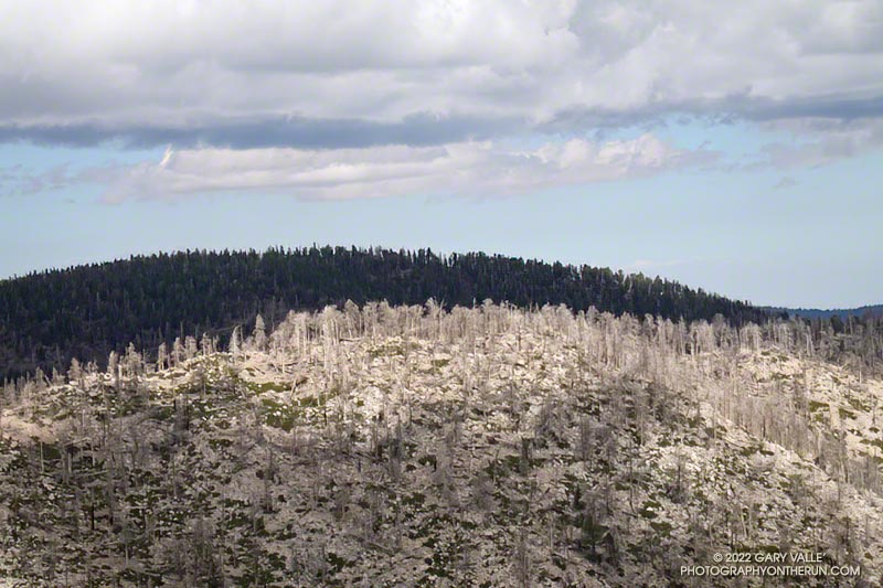 Sunlit trees on Ten Thousand Foot Ridge that were killed in the 2015 Lake Fire. September 24, 2022.