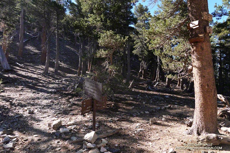 Dollar Lake Saddle (9965'). Note the trail signs high on the trunk of the lodgepole pine on the right. The snowpack can be deep here!