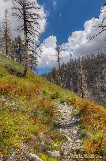 Changing seasons on the Dry Lake Trail, below Dry Lake. September 24, 2022.