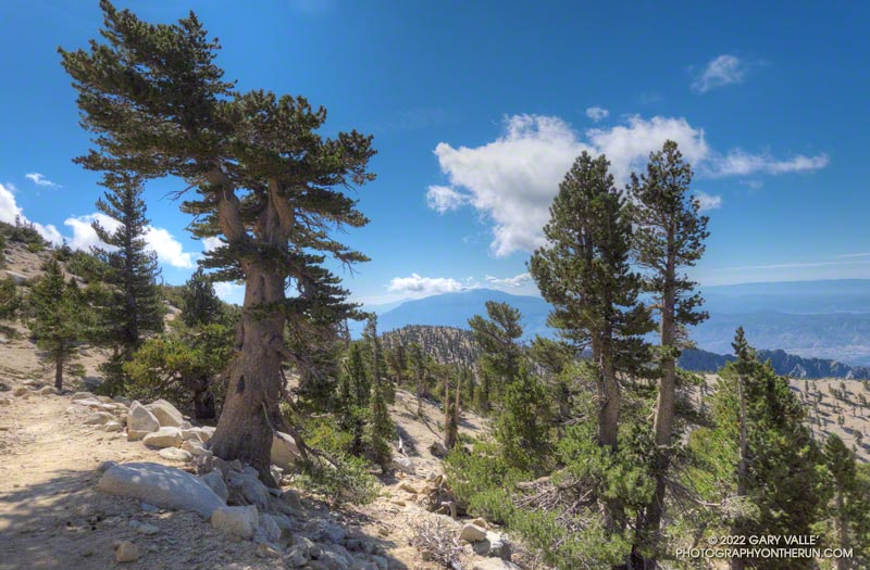 The first view of San Jacinto Peak (10,804') from the Divide Trail, after rounding the west shoulder of Jepson Peak.