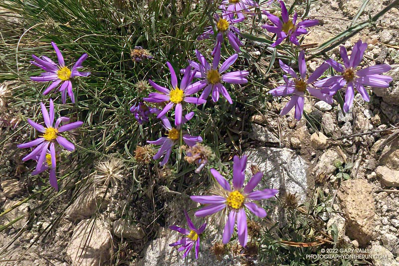 Hoary Aster near Dry Lake. September 24, 2022.