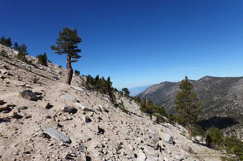 THE lodgepole pine on the Divide Trail where it crosses the NNW slope of Jepson Peak. San Bernardino Peak, East San Bernardino Peak, and Anderson Peak are the peaks (left to right) along the San Bernardino Divide. All are above 10,000'.
