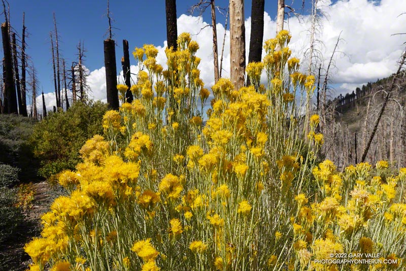 Rubber rabbitbrush along the South Fork Trail. September 24, 2022.