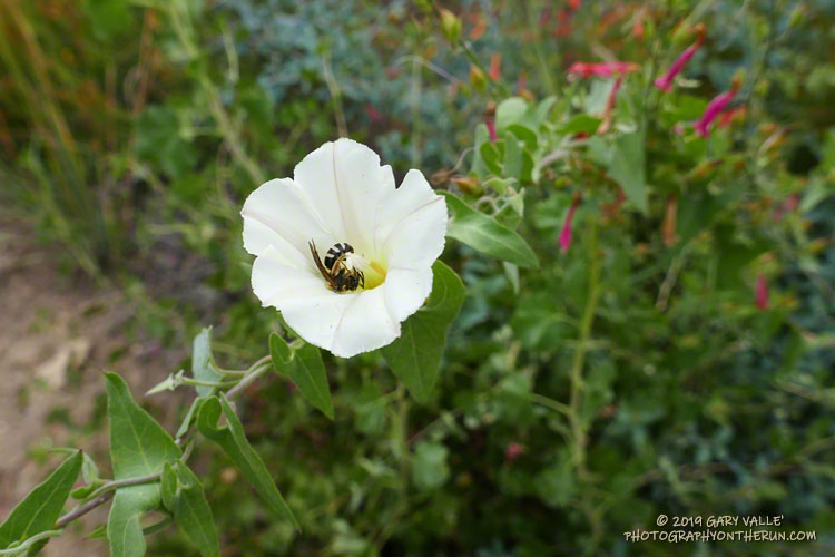 Morning glory and wasp along the South Fork Trail at an elevation of about 7200'. August 3, 2019.