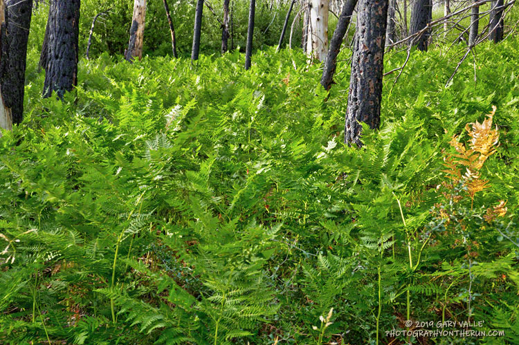 Bracken fern along the South Fork Trail at an elevation of 7725'. August 3, 2019.