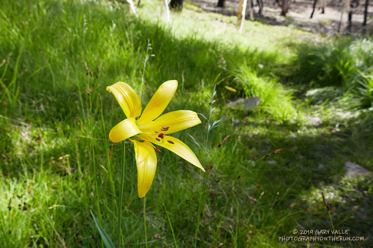 Lemon lily (Lilium parryi) at a seep along the Dollar Lake Trail. Elevation is about 9300'. August 3, 2019.