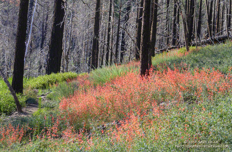 Penstemon along the South Fork Trail at an elevation of about 8000'. July 27, 2019.