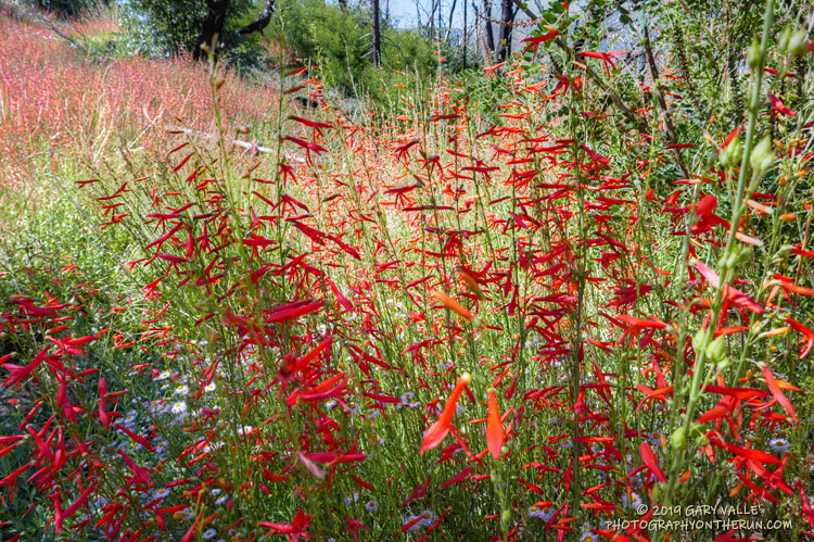 San Gabriel beardtongue (Penstemon labrosus) along the South Fork Trail near the trailhead. Elevation about 7100'. July 27, 2019.