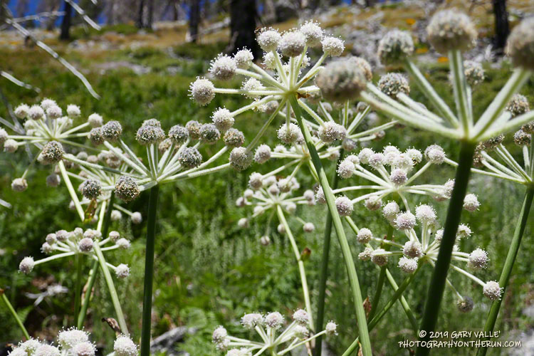 Ranger's Buttons (Sphenosciadium capitellatum) at a seep on the Dry Lake Trail above South Fork Meadows. July 27, 2019.