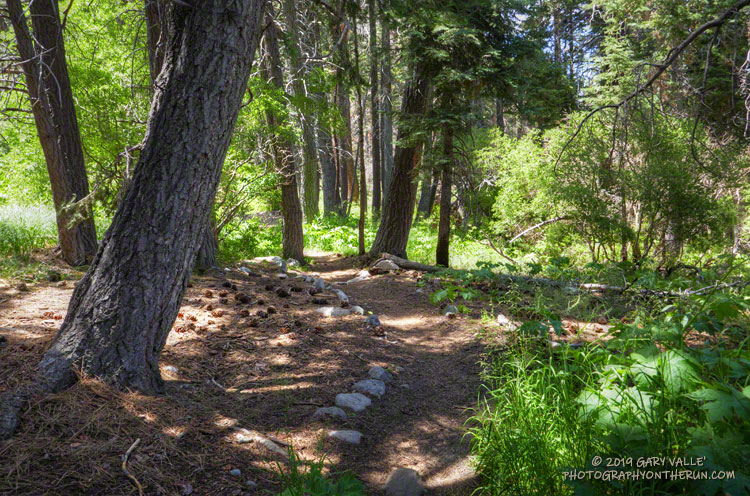 Dry Lake Trail near South Fork Meadows and a water stop. August 3, 2019.