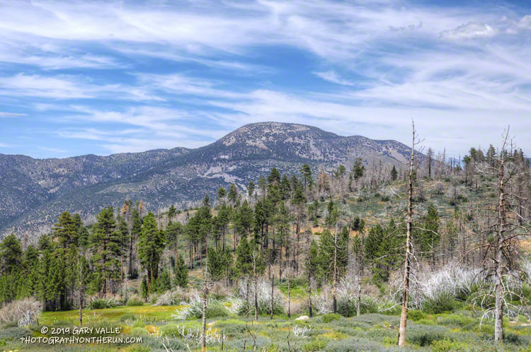 Sugarloaf (9952') from the South Fork Trail. August 3, 2019.