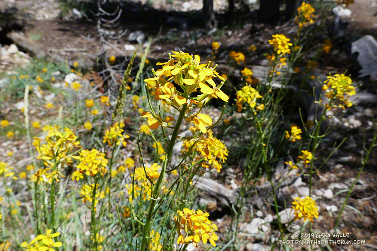 Western wallflower (Erysimum capitatum) below Dry Lake, at an elevation of about 9000'. July 27, 2019.