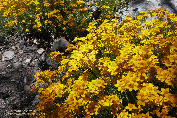 A closer look at yellow yarrow.