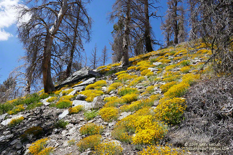 Yellow yarrow (Eriophyllum confertiflorum) along the Dry Lake Trail at an elevation of 8870'. July 27, 2019.