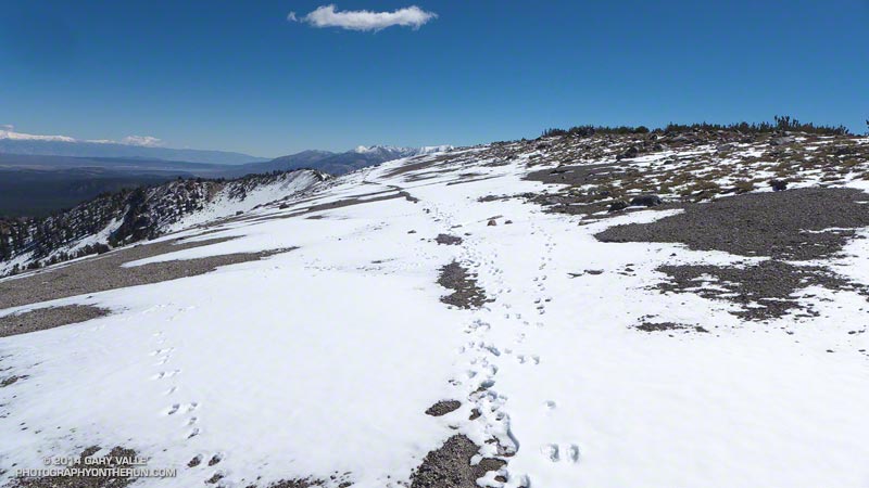 All the tracks except mine are from White-tailed jackrabbits.