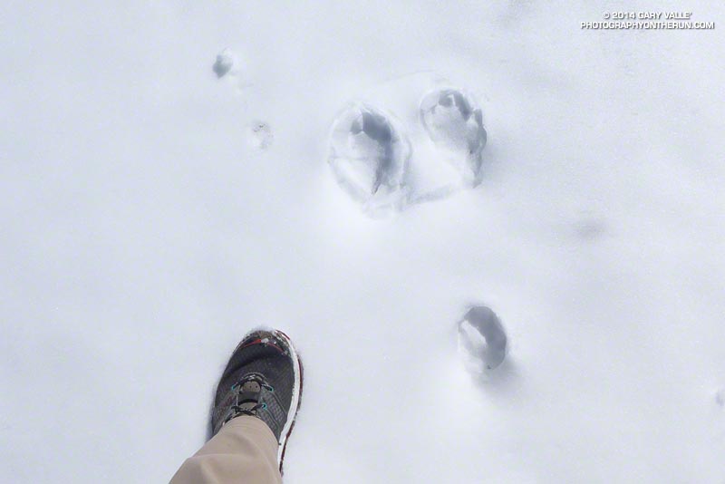 White-tailed jackrabbits are BIG. The hind feet (front tracks) are like snow shoes. My shoes are Hoka Rapa Nui 2s.
