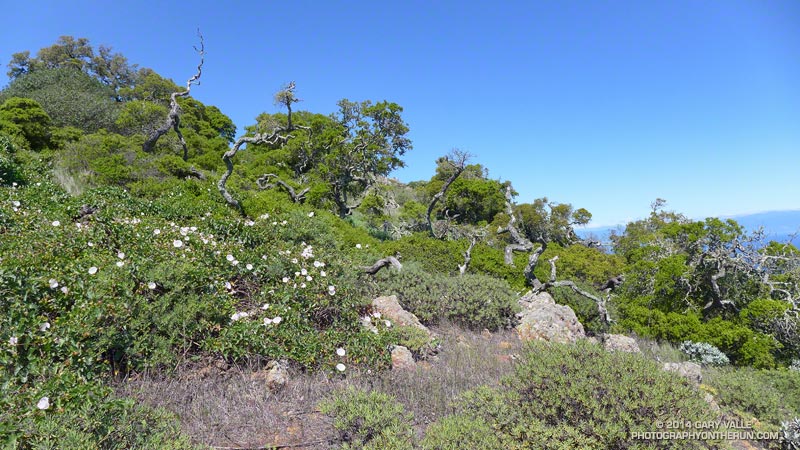 Santa Cruz Island oaks in a chaparral like habitat on Montañon Ridge.