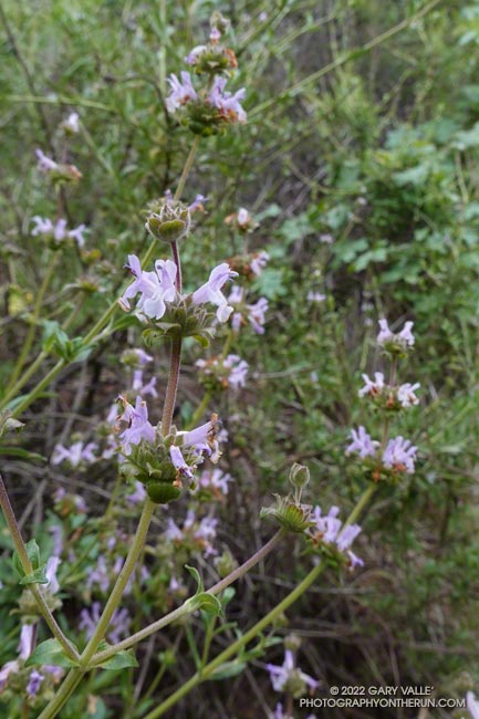 Black sage (Salvia mellifera). Secret Trail in Calabasas, April 3, 2022.