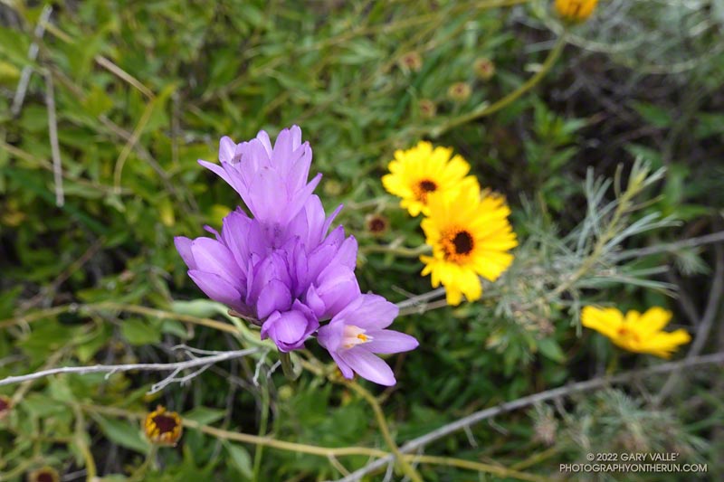 Blue dicks (Dichelostemma capitatum). Secret Trail in Calabasas, April 3, 2022.