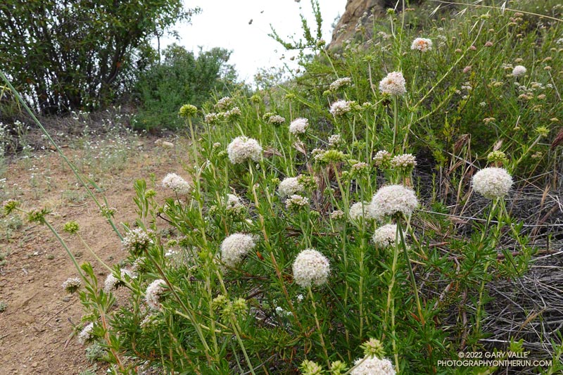 California buckwheat (Eriogonum fasciculatum). Secret Trail in Calabasas, April 3, 2022.