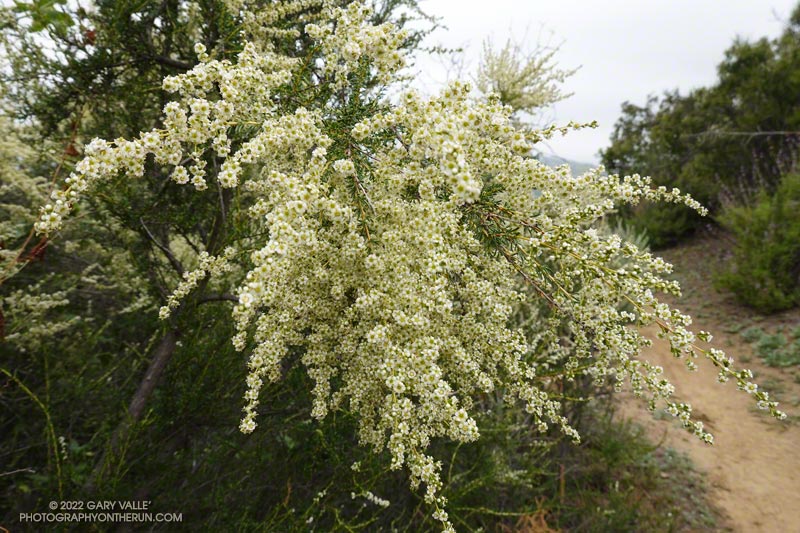 Chamise (Adenostoma fasciculatum var. fasciculatum). Secret Trail in Calabasas, April 3, 2022.