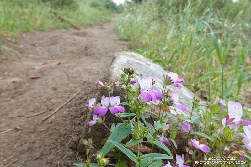 Chinese houses (Collinsia heterophylla). Secret Trail in Calabasas, April 3, 2022.