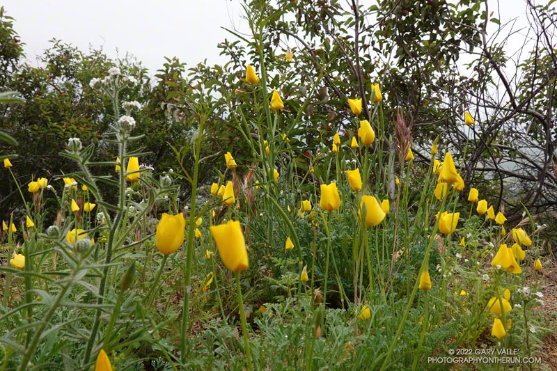 Collarless California poppy (Eschscholzia caespitosa). Secret Trail in Calabasas, April 3, 2022.