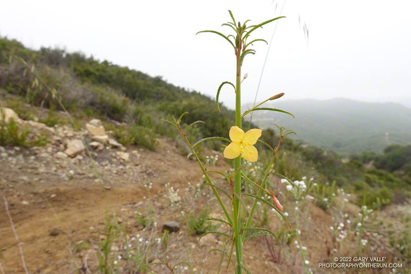 Mustard evening primrose (Eulobus californicus). Also called California suncup and false mustard. Secret Trail in Calabasas, April 3, 2022.