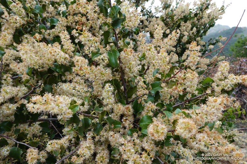 Holly-leaved cherry (Prunus ilicifolia).  A favorite treat of coyotes. Secret Trail in Calabasas, April 3, 2022.