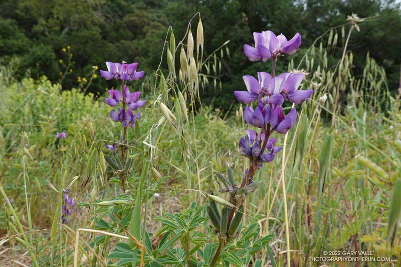 Lupine on the Secret Trail in Calabasas. April 3, 2022.