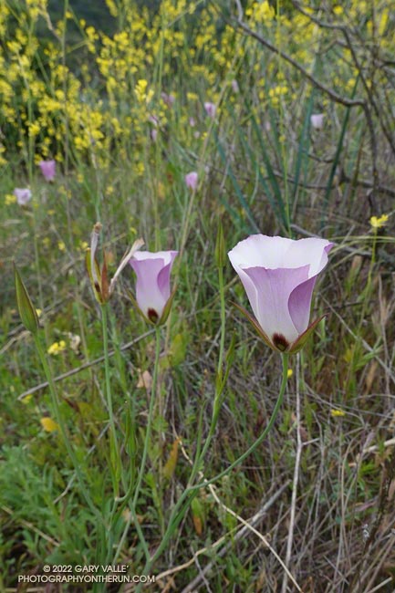 Catalina mariposa lily (Calochortus catalinae). Secret Trail in Calabasas, April 3, 2022.